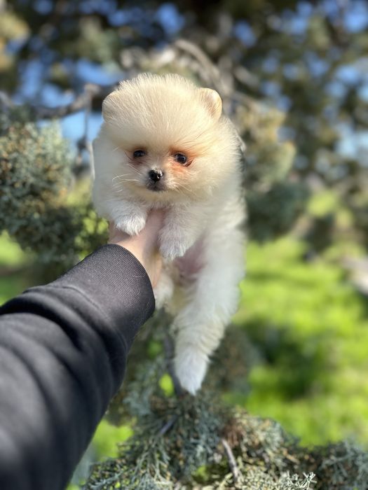 Мини Померан.