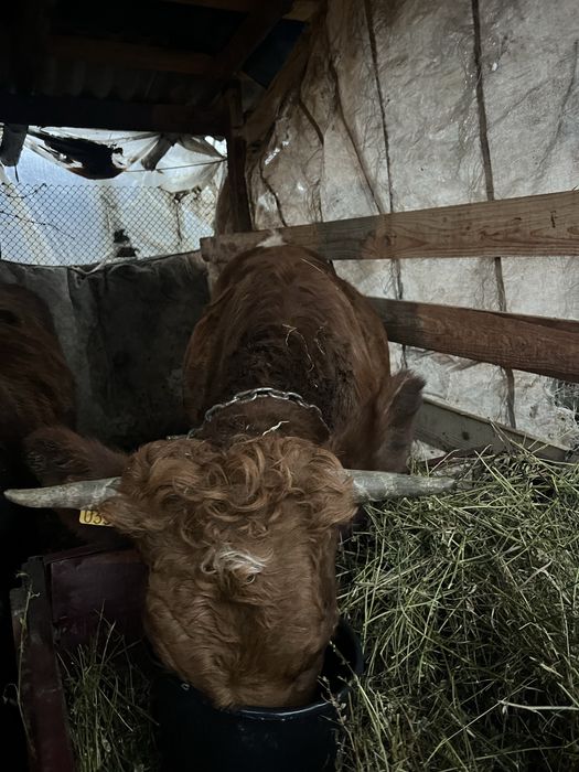 Jurinca buna de reproductie