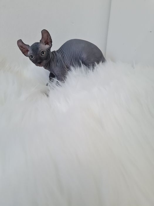 Pisicuta sphynx elf femela blue