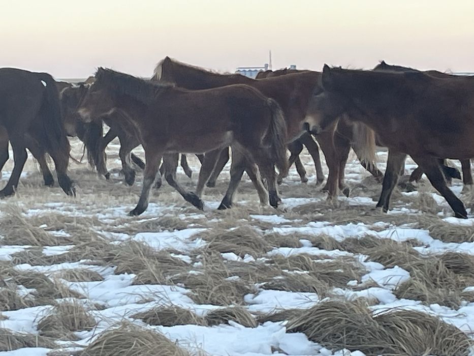 Продам 24 голов жабагы оптом