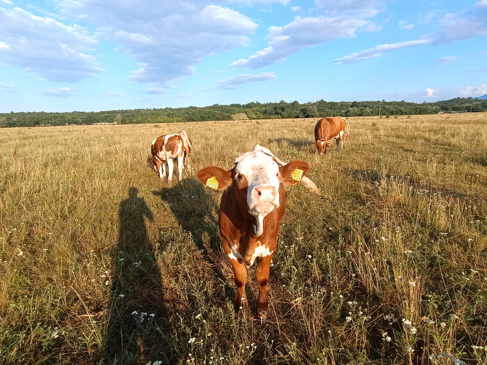 Vând vaca cu vita după ea