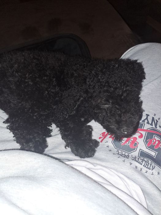 Женско кученце,  Мини Пудел. 1200 лв.