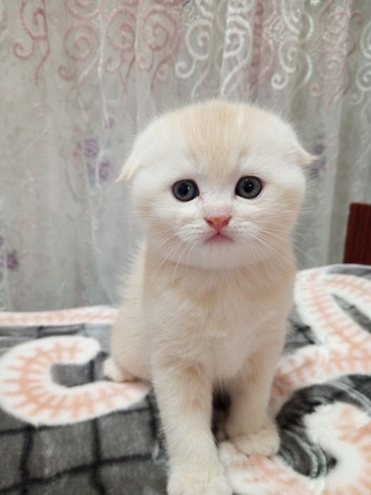 Шотланский скоттиш фолд!