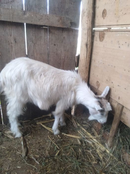 Vând capre 1600lei toate 5