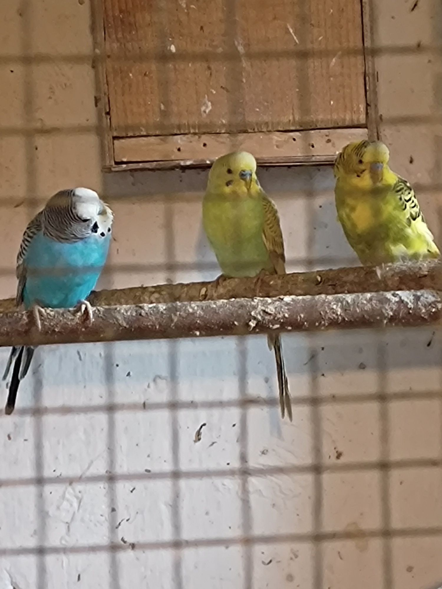 perusi-papagali diverse culori