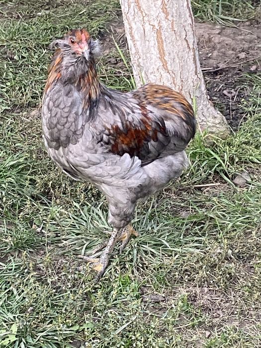 Vând cocoși Araucana