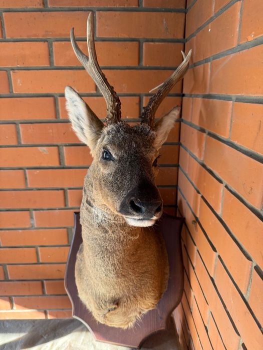 Продам сибирскую косулю чучело