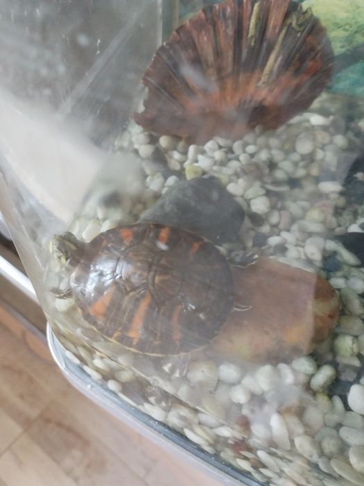 Аквариум с капак