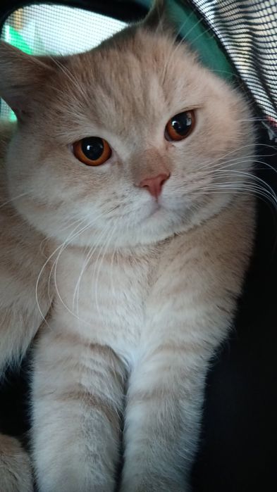 Britan Shorthair, soglom mushuk