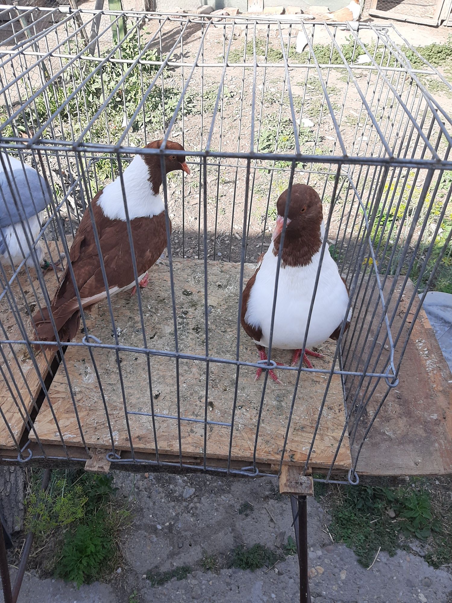 Porumbei straser tineret