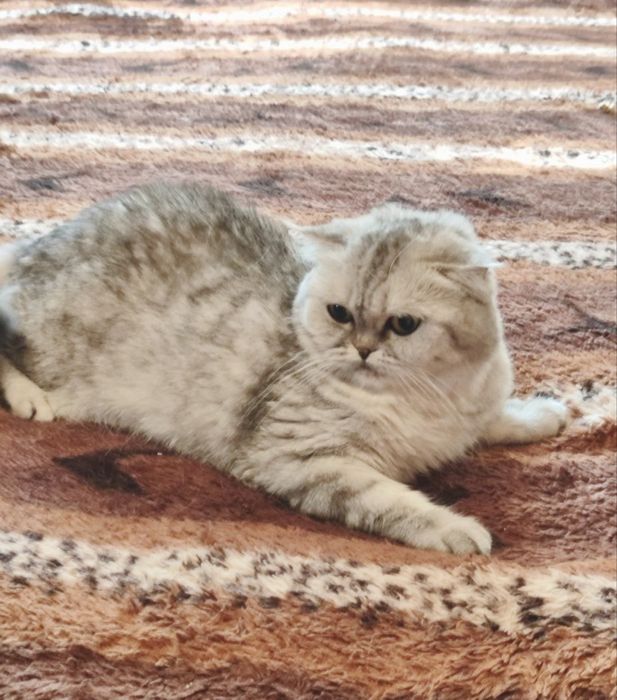 Шотланский скоттиш фолд!