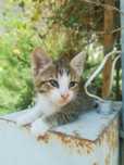 Adoptie pui pisică