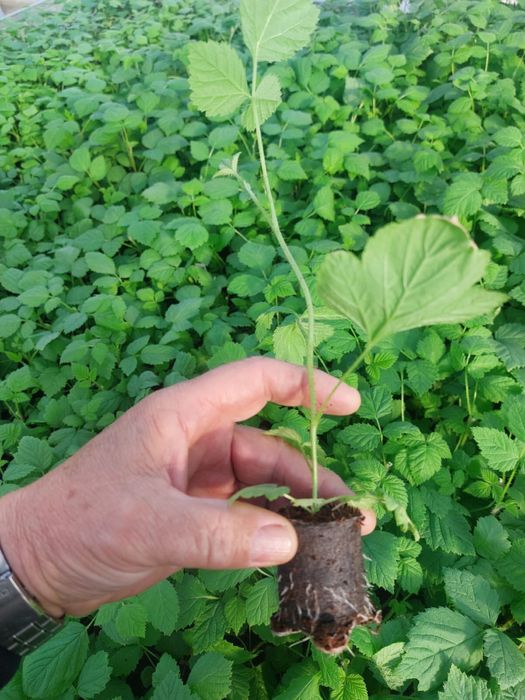 Puieți de zmeură şi căpșuni de diferite soiuri din toată Europa