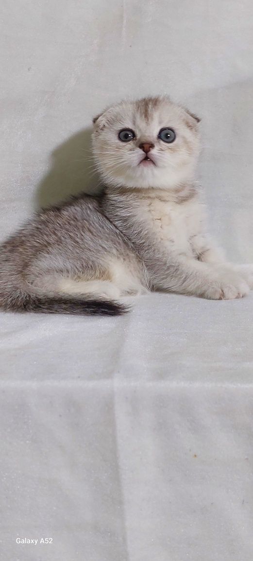 Продаётся  котята  мачкины  очень  игривые