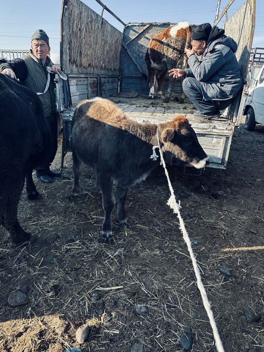 тана ұрғашы.  ь.