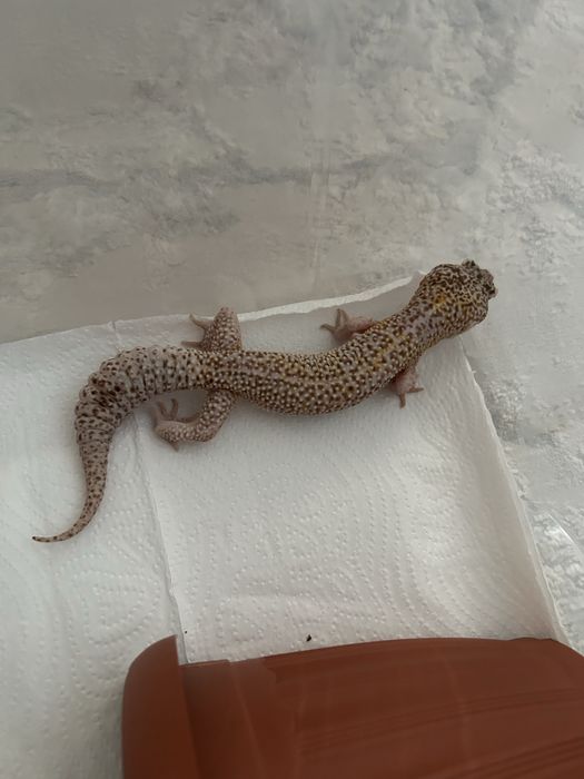 Самец Эублефар Tremper Albino Enigma Eclipse poss WY