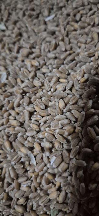 Grau selectat Anapurna si Apache