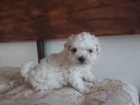 Puiuți bichon maltez
