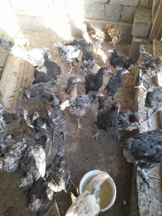 Держинский гигант. Все вопросы по телефону.