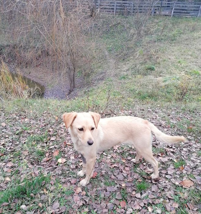 Donez cățelușă deosebită sterilizată