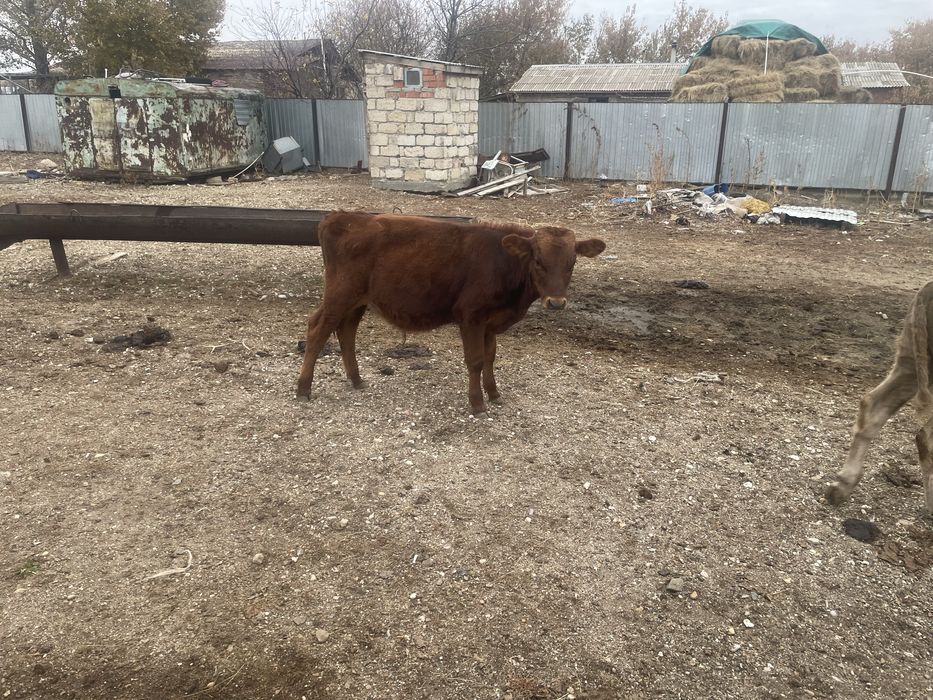 Бузаулар сатам 6-7 айлык