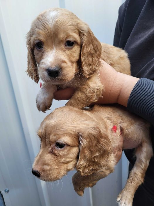 Продавам кокер шпаньол