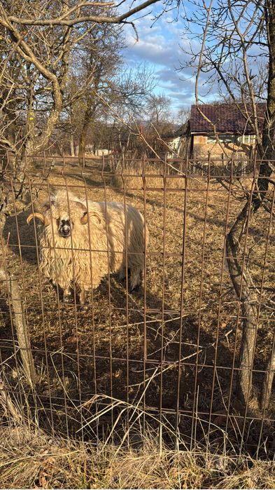 Vând berbec pentru mai multe detali sunati la numarul afisat sau mesaj