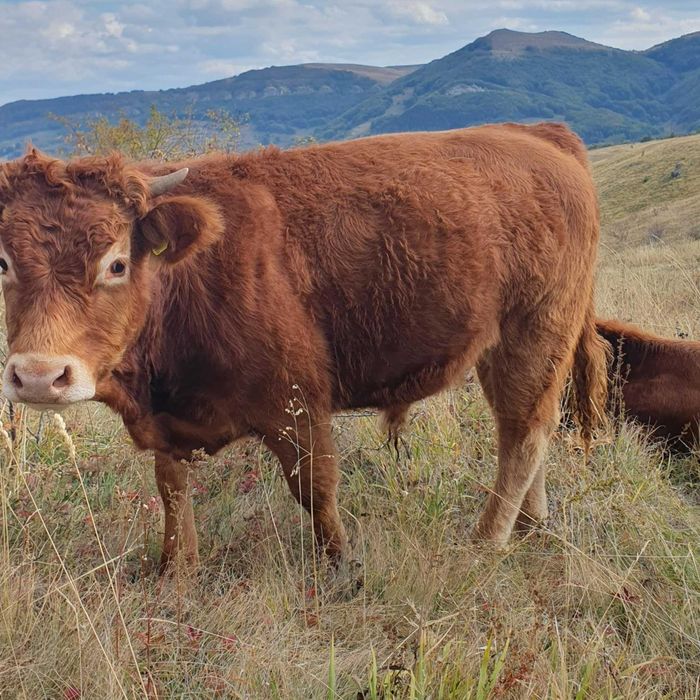 Продавам телета и коне