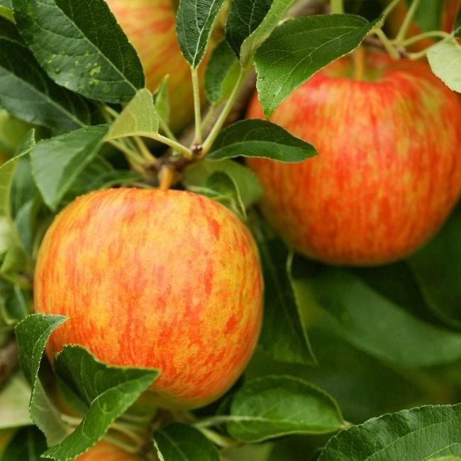 Pomi Fructiferi Pitici Dwarf (Măr )
