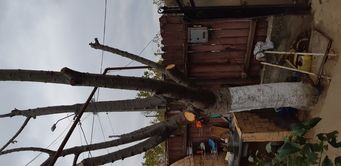 Lemn de cireș . Copacul a fost tăiat în 2019