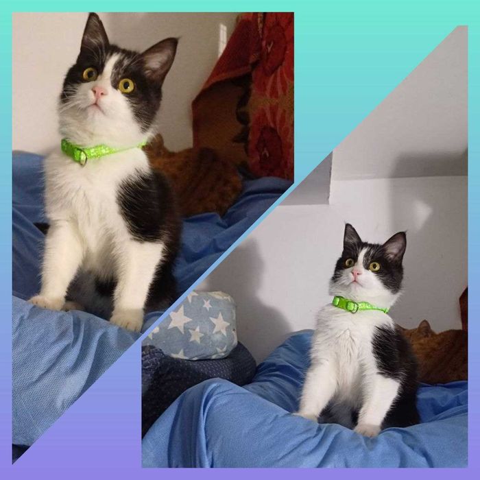 ‼️Котёнок, ухоженный, 3-4 месяца!