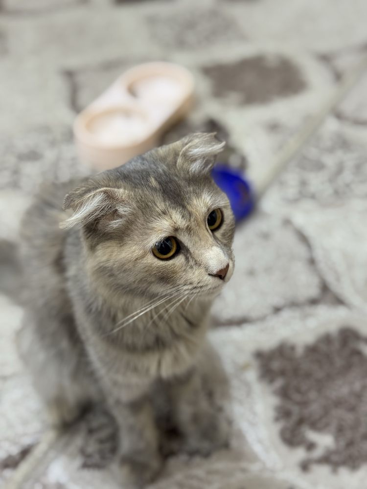 • Scottish fold - zotiga mansub mehribon mushuk