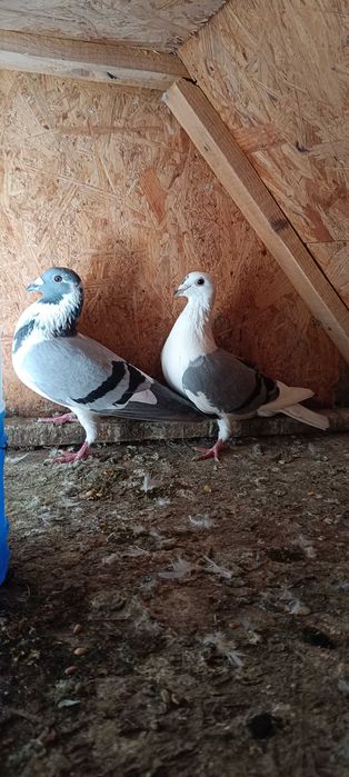 De vânzare porumbei voiajori