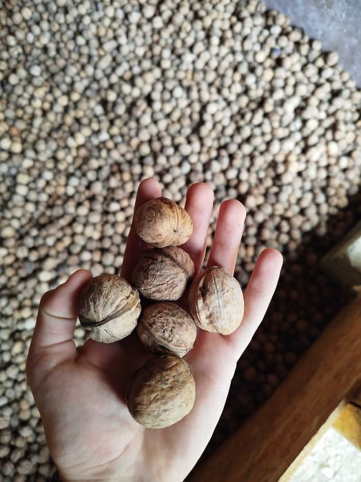 Vând nuci in coajă 2025