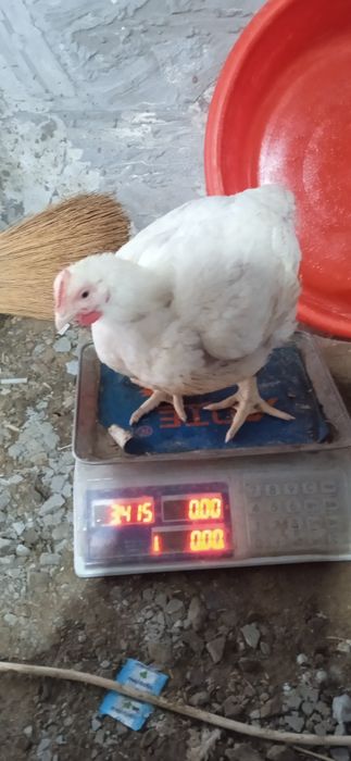 Бройлер Товуқ хамда жўжалари сотилади