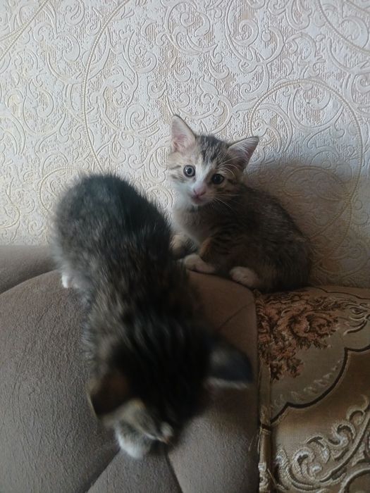 Отдам в хорошие руки