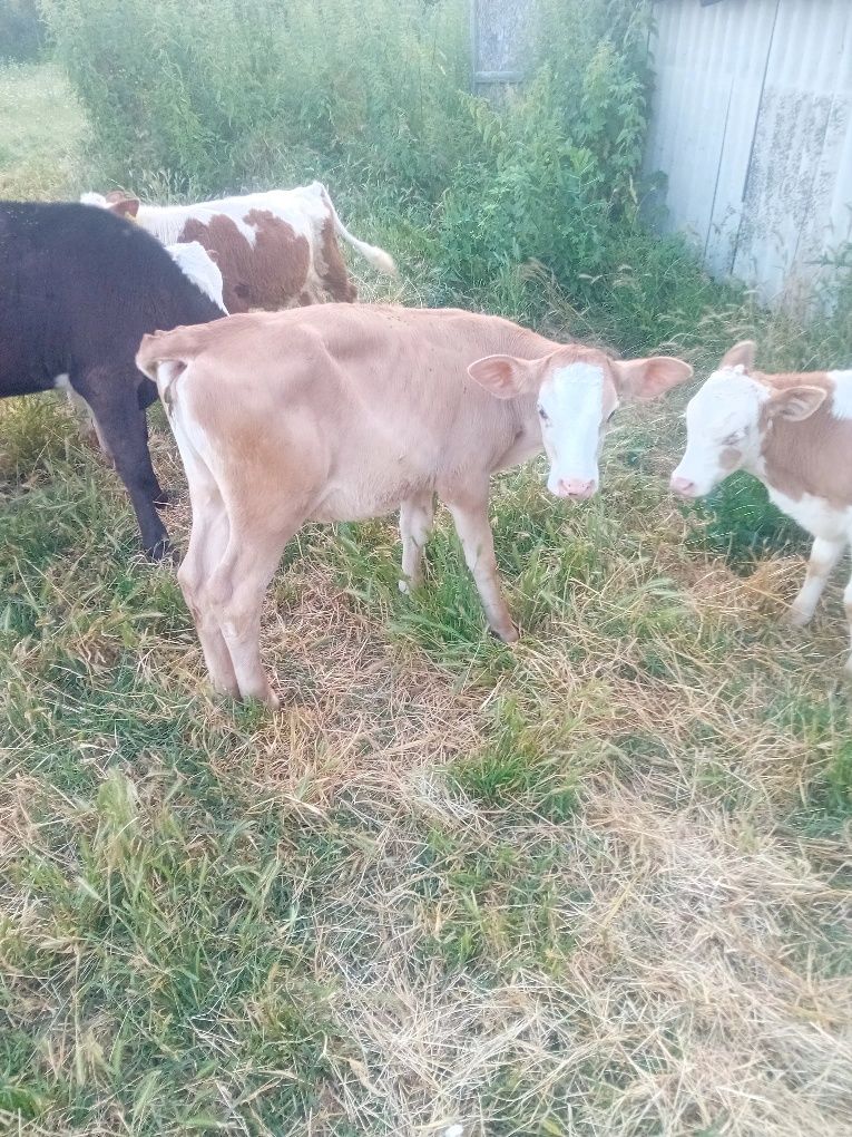 Vind vițele înțărcate