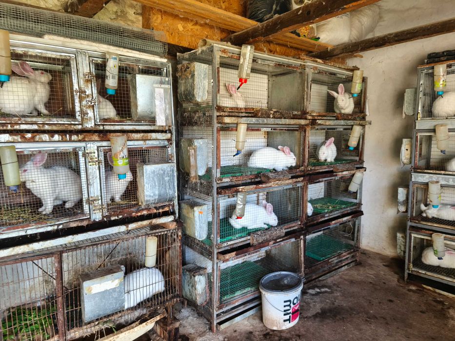 Продавам зайци от породата Цика