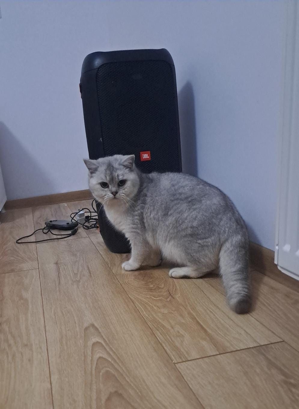 British shorthair chinchila(ns)Pedigree drept de monta!oferta luna Ma