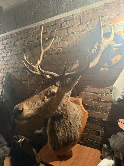 Чучело Оленя, Кабана, Архара