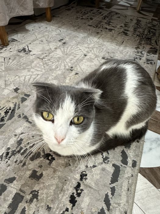 Отдам бесплатно кошку