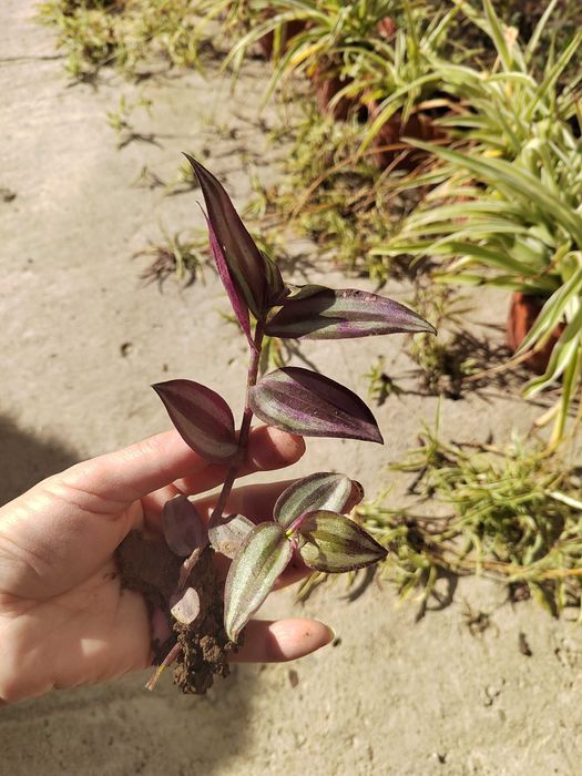 Дебела Мара, Делосперма, Хлорофитум, Фаларис и други