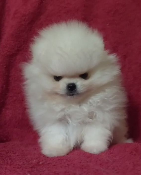 Щенки шпица мини