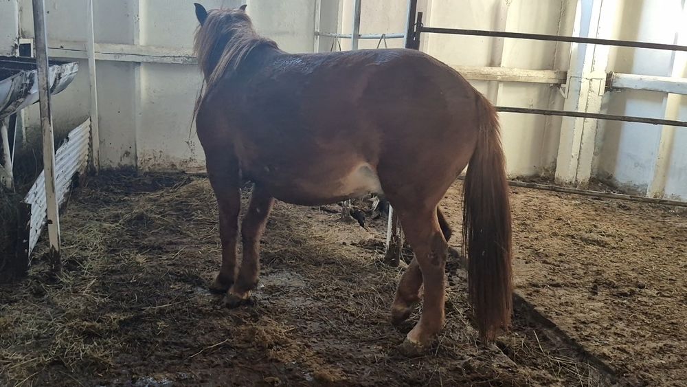Лошадь возраст 3.6 соткорма