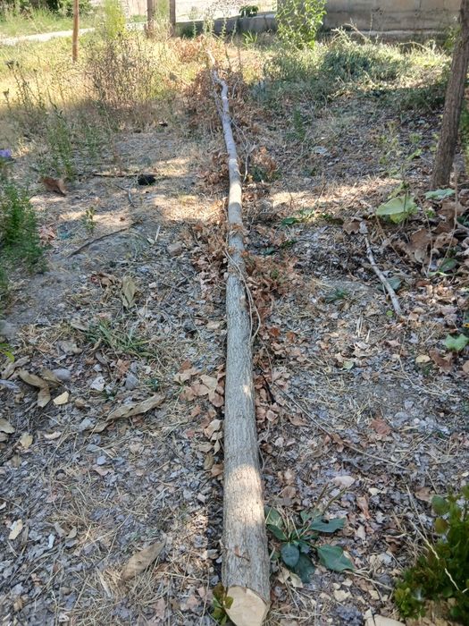 Терекла бор сотилади. Келиштириб берворамиза срочно.  Манзил Янгийул