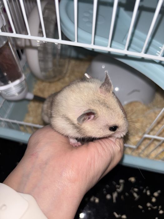 Хомяк и 2 клетки