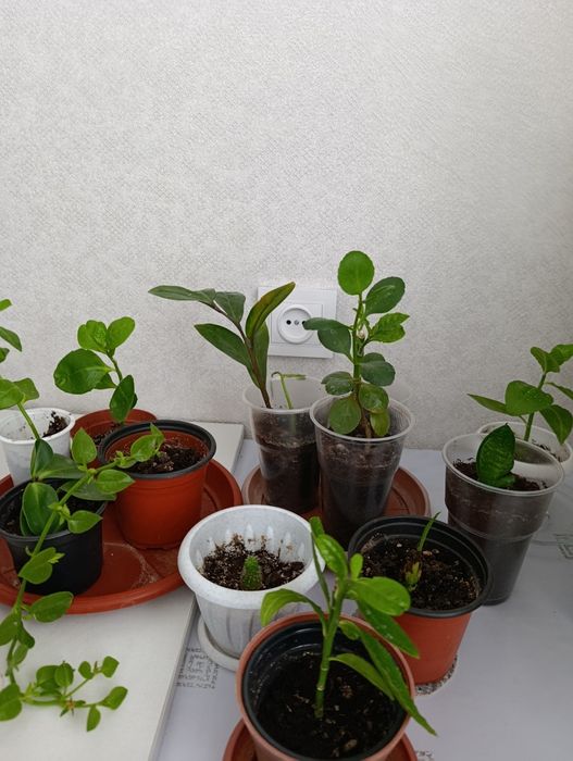 Продается домашние растения.