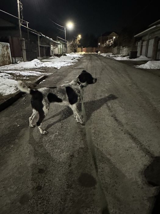 Вязка линия карабас