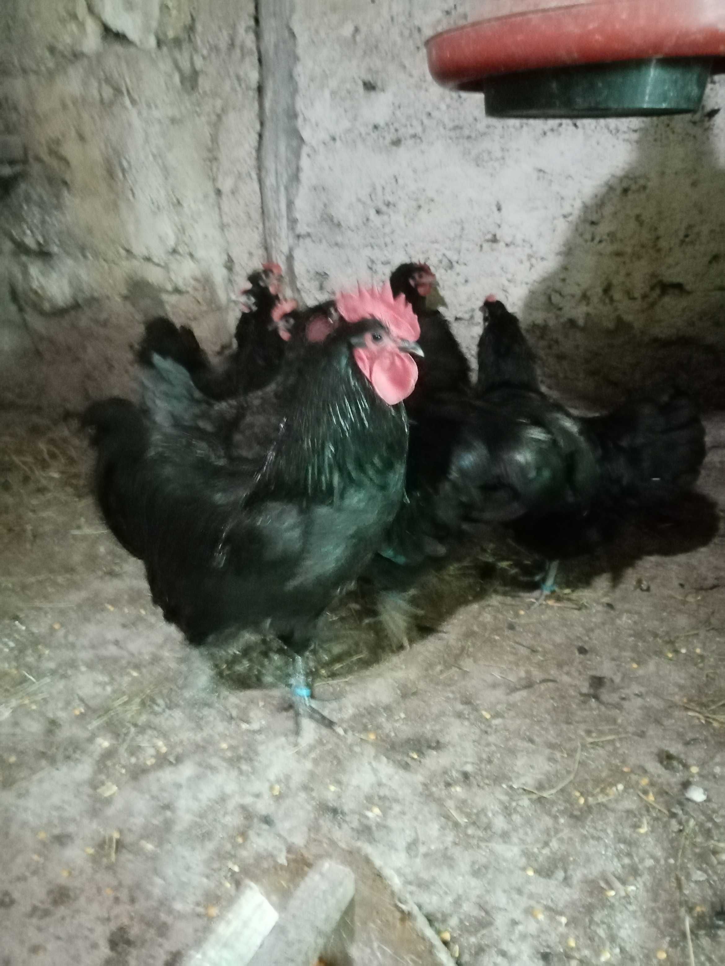 Ofertă ouă pentru incubat