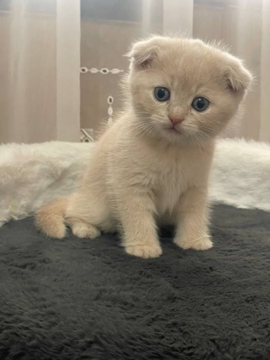 Scottish Fold Shinshilla 1,5 Oylik Qiz